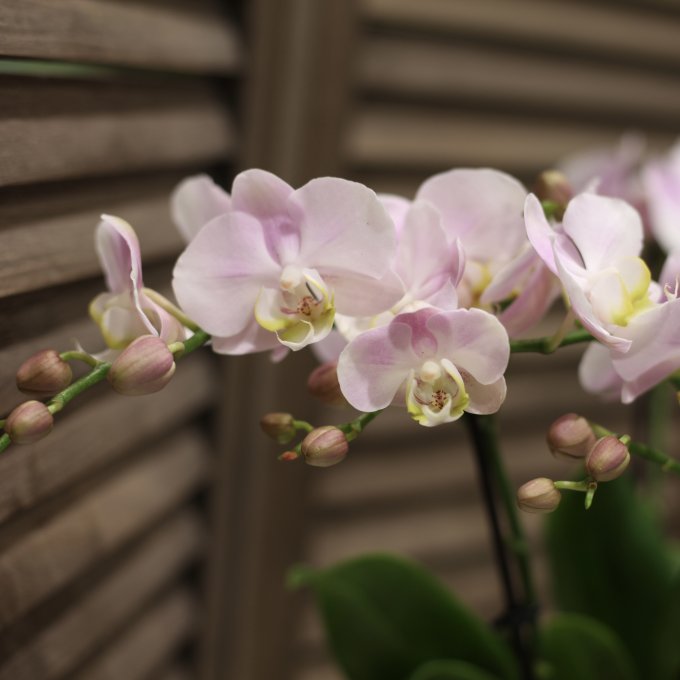 Phalaenopsis photo 3